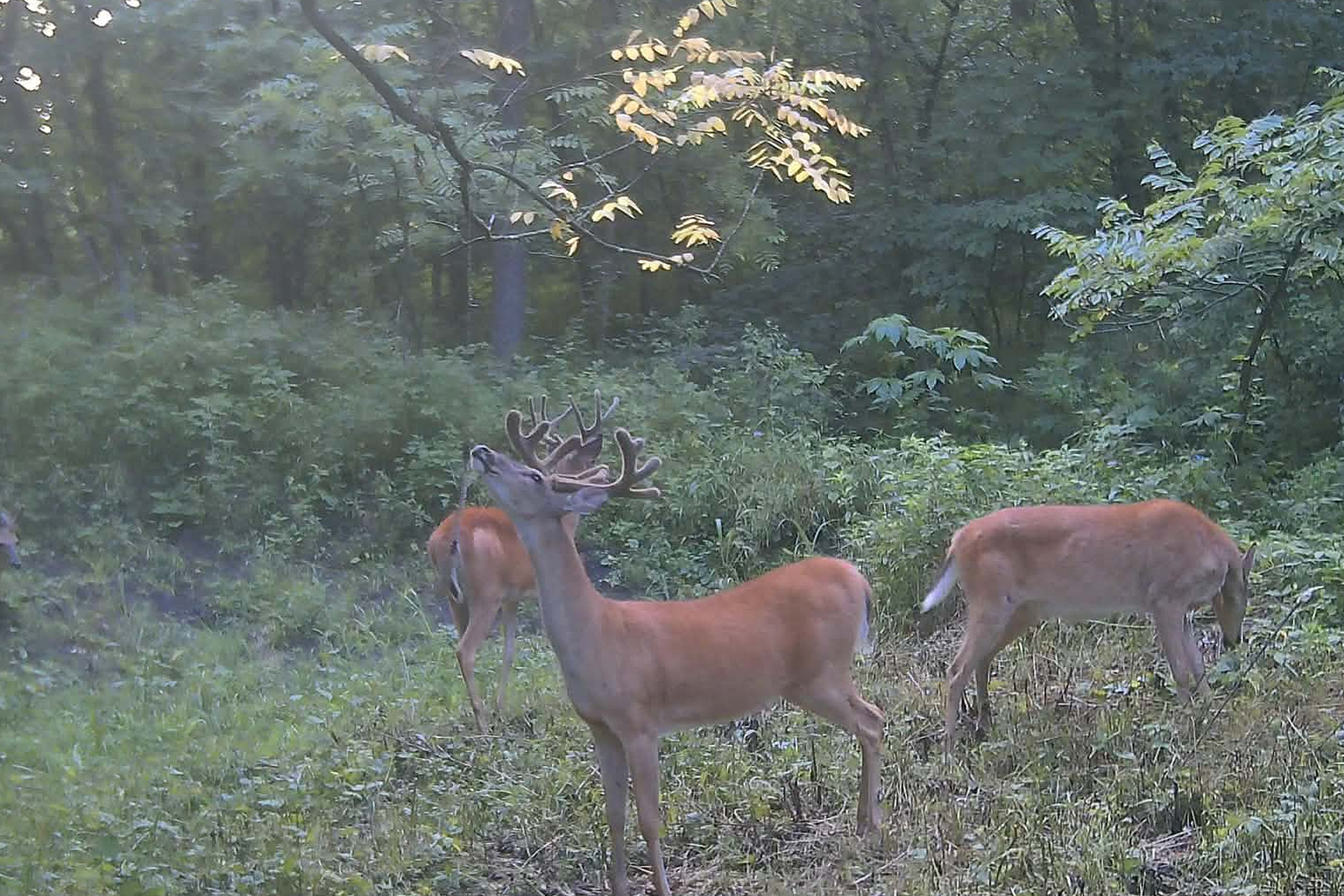 How to Inventory Mature Bucks Without Blowing Up Your Hunting Property