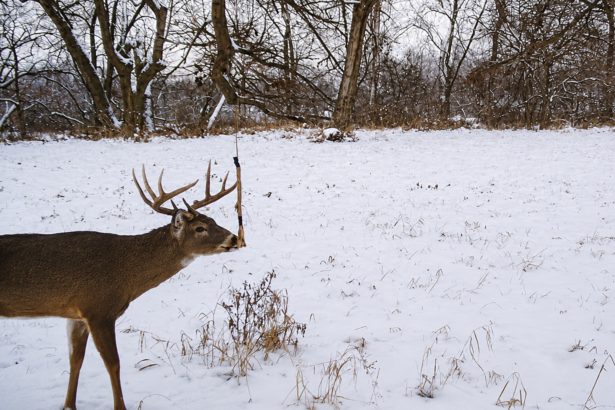 Why Every Serious Deer Hunter Should Be Running Mock Scrapes