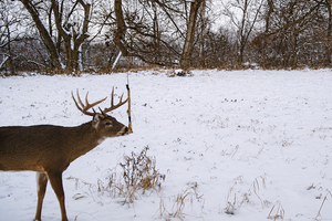 Why Every Serious Deer Hunter Should Be Running Mock Scrapes